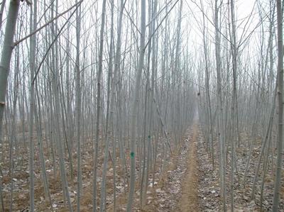 园林苗木生产经营苗木品种齐全垂柳苗 速生柳树_速生柳树价格_速生柳树图片图片_高清图_细节图