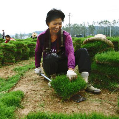 郴州草皮推荐精品|郴州龙山苗木图片|郴州草皮推荐精品|郴州龙山苗木产品图片由郴州市龙山苗木专业合作社公司生产提供