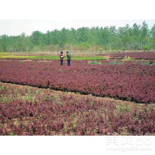 【山东红叶小檗生产基地】- 