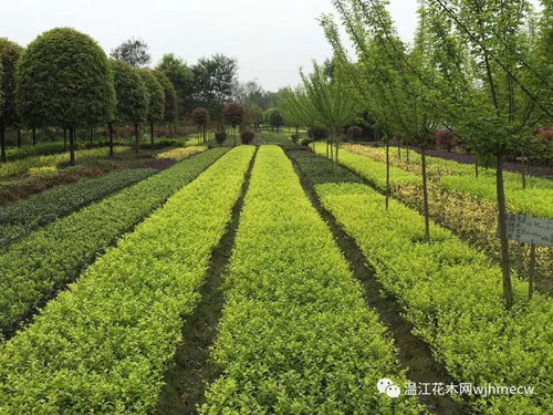 苗木市场价格背后到底是谁在 操控