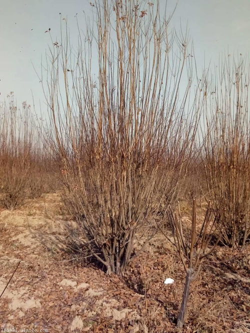 陕西丛生红叶李基地 丛生红叶李价格