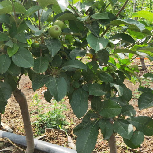 【红肉苹果树苗王林苹果树苗随时发货】- 